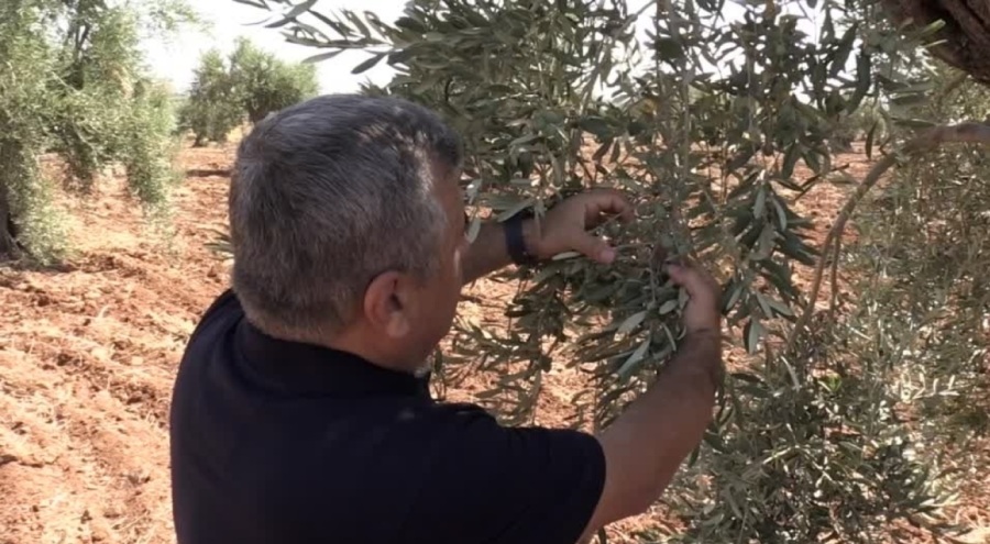 Tescilli Kilis zeytinyağının dünya pazarındaki payının artırılması hedefleniyor