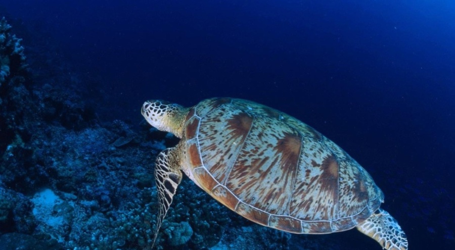 Nesli tehlikede olan deniz kaplumbağalarını besleyene 244 bin lira ceza!