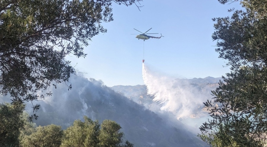 Aydın'da zeytinlik alanda yangın!