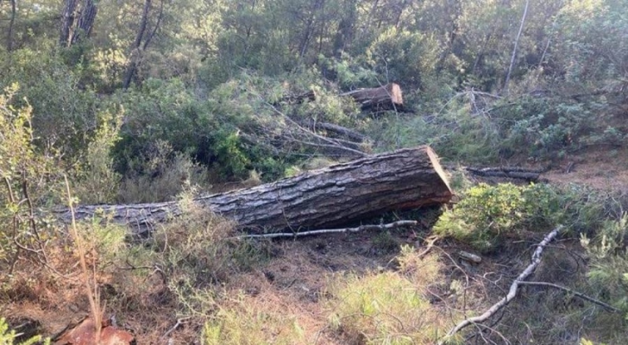 Valilik duyurdu: Akbelen'de kesim işlemleri tamamlandı