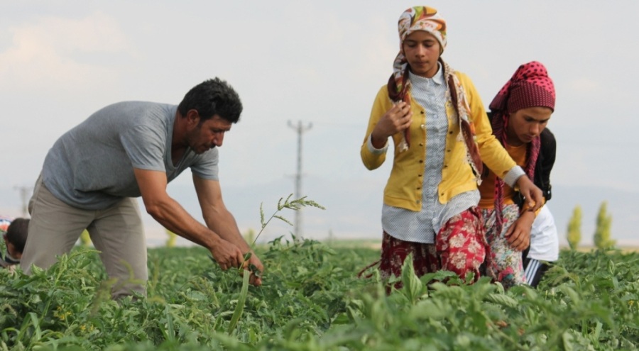 Konya'da tarım işçilerinin günlük yevmiyesi belli oldu