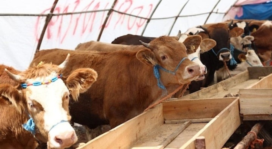 Şap karantinası başlatıldı, giriş-çıkış yasak!