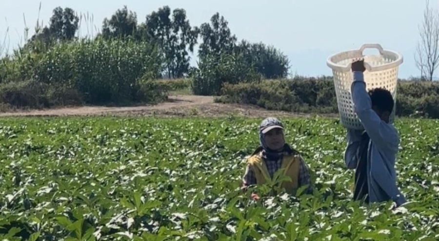 Bamya hasadı için işçilerin günlük yevmiyesi belli oldu