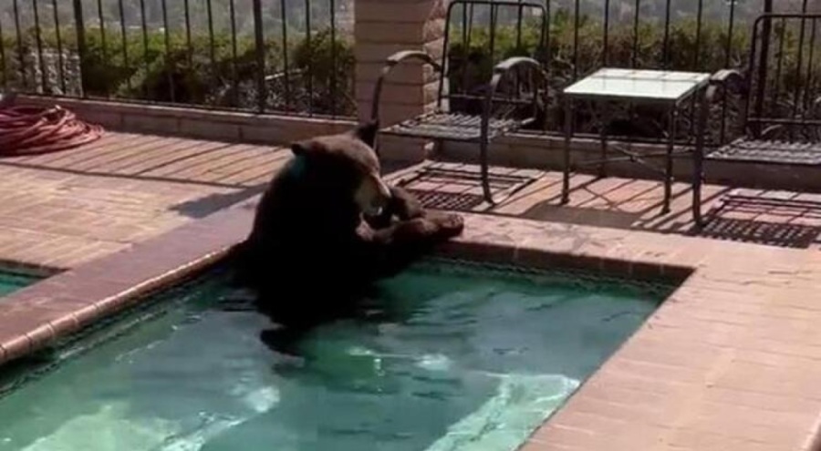 Aşırı sıcaklardan bunalan ayının jakuzi keyfi!