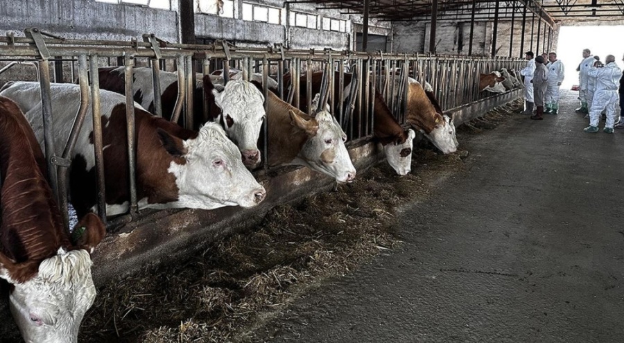 Samsun'da şap kısıtlaması