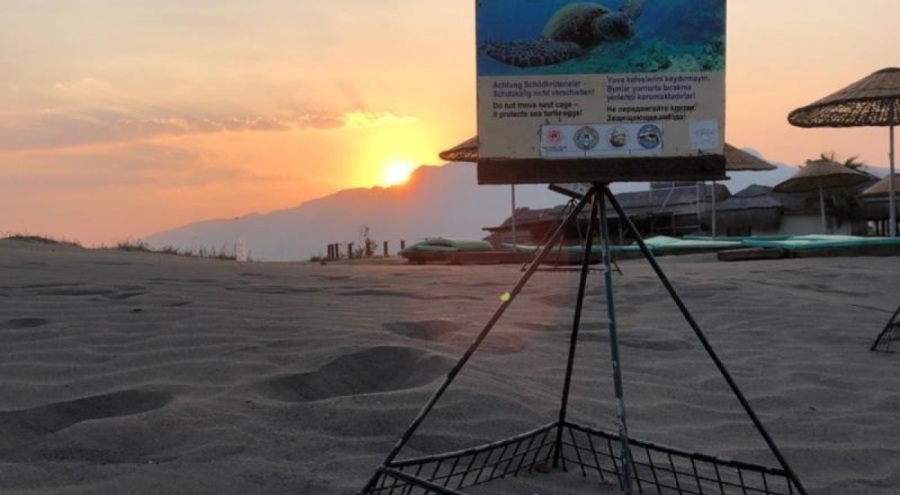 Muğla'da caretta caretta yuvaları 700'e çıktı
