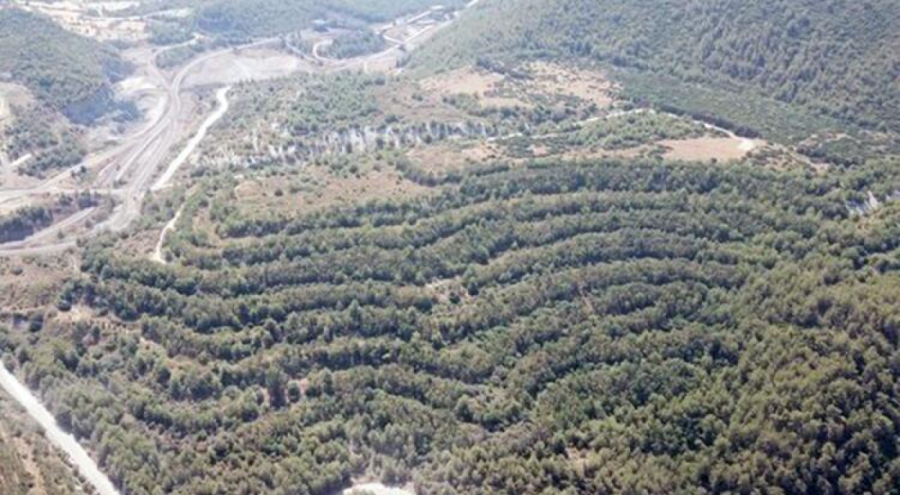 Akbelen'deki ağaçların kesilmesine neden olan firma 130 bin fidan dikecek!