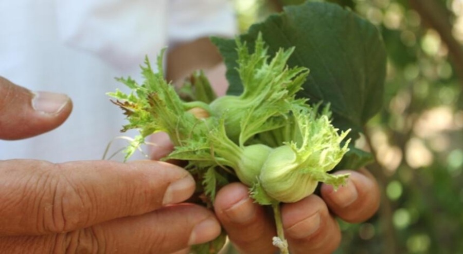 Fındıkta erken hasat kaliteyi düşürüyor!