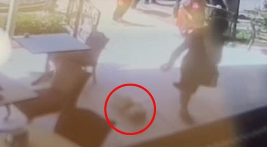 Köpeği tekmeleyerek öldürdü! 4 yıla kadar hapis isteniyor