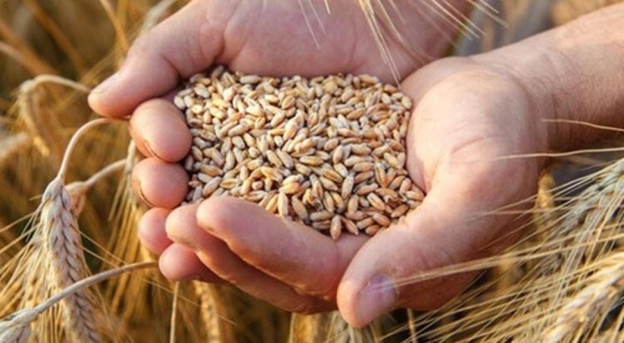 Ukrayna tahılı Hırvatistan üzerinden ihraç edilecek