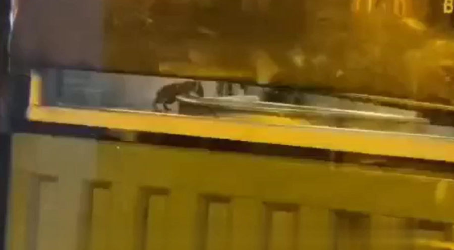 Ünlü börekçide skandal görüntüler!