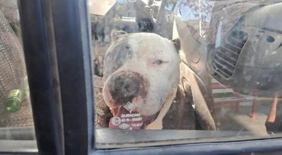 Kamyonete sahipsiz pitbull girdi, sürücü 6 saat yardım bekledi