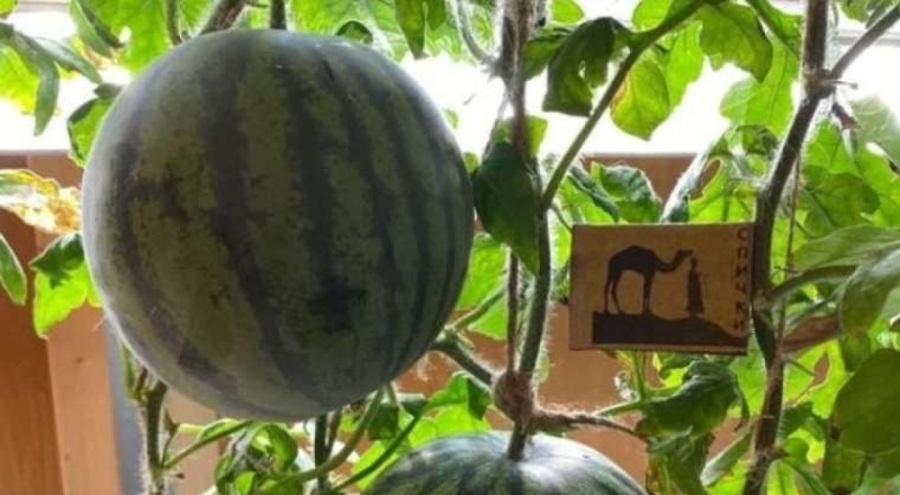 Rus bilim insanları Antarktika'da serada karpuz ve kavun yetiştirdi