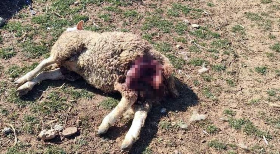 Bursa'da başıboş köpekler koyunları telef etti