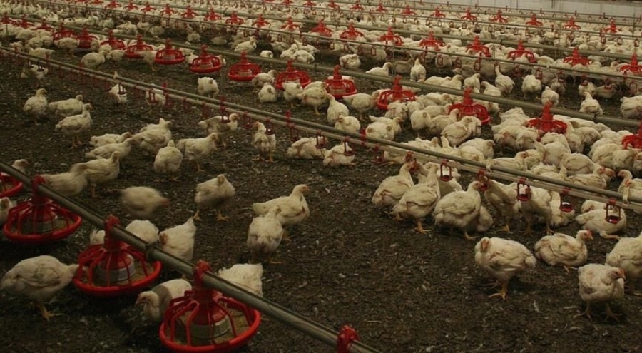 Kuş gribi paniği: 50 bin hayvanın itlaf edileceği açıklandı