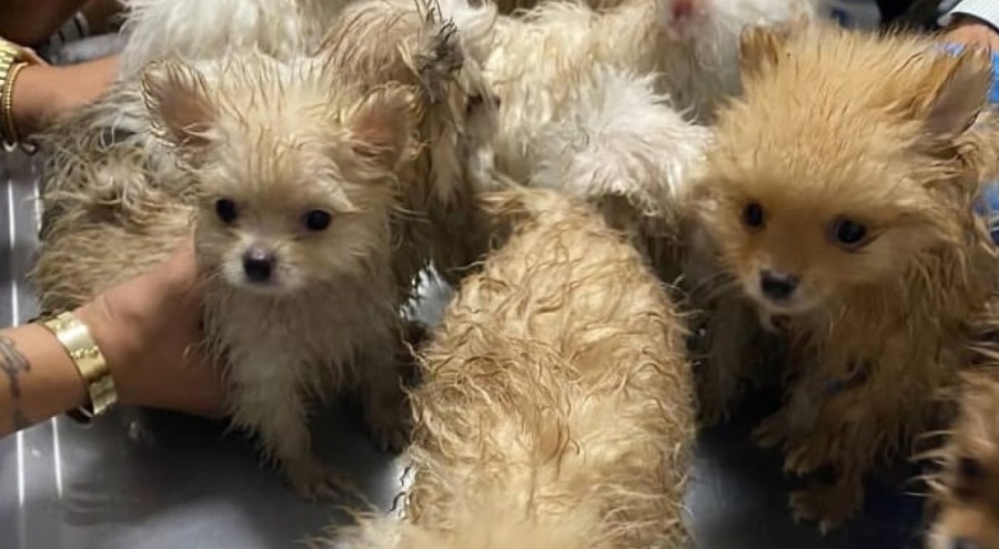 Türkiye'ye kaçak getirilen 22 köpek Bursa'da tedaviye alındı