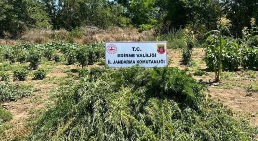 Sebze tarlasını uyuşturucu tarlasına çevirdiler! 12 bin kök kenevire el konuldu