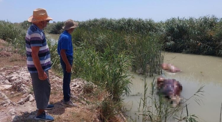 Sulama kanalında 2 büyükbaş hayvan ölü bulundu