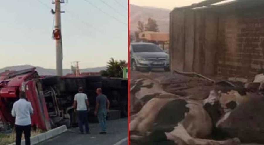 Elazığ'da kamyon kazası! Hayvanlar telef oldu