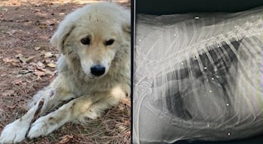 Sokak köpeğinin vücudunda 40'a yakın tüfek saçması bulundu