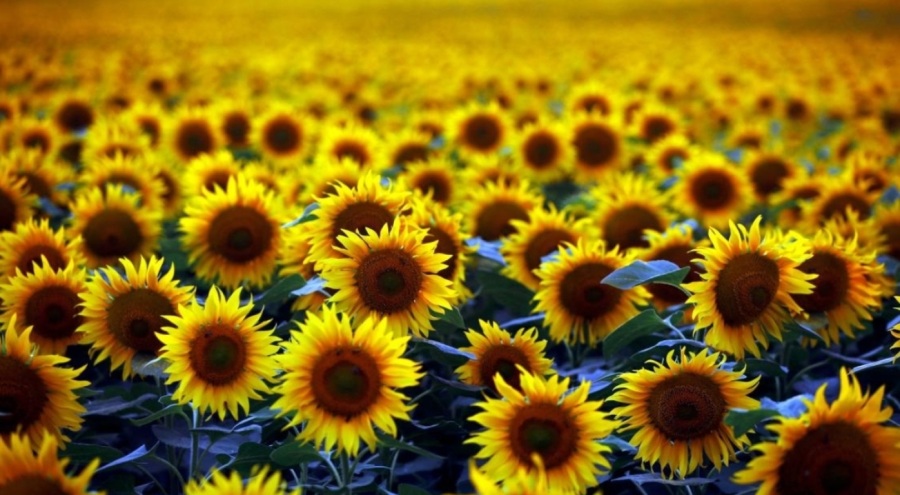 Trakya'da ayçiçek ambarı kuraklığı yaşanıyor