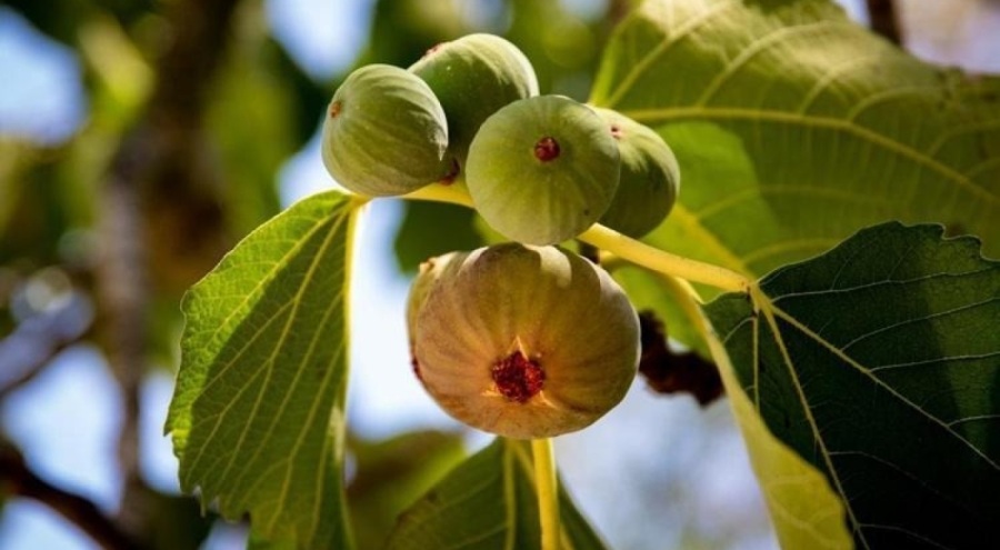 Diyet listelerinin vazgeçilmezi! Kilo kontrolüne yardım ediyor