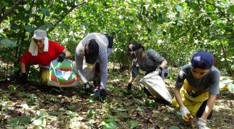 Giresun'da fındık işçilerinin günlük yevmiyeleri açıklandı!