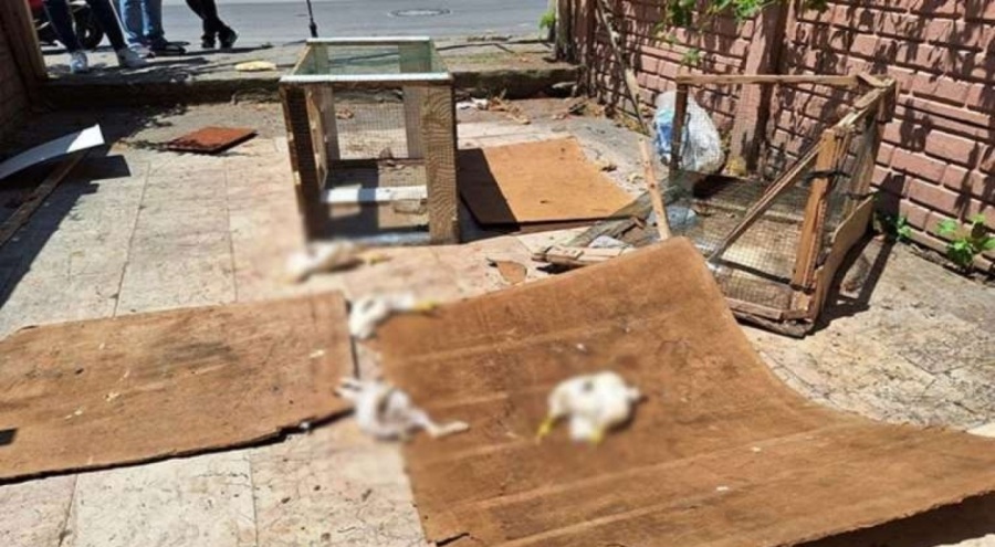 Petshop önünde hayvan katliamı: Tavşan, ördek ve civcivleri canice öldürdüler!