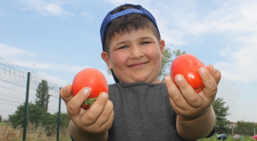 40 derece kavurucu sıcakta domates hasadı