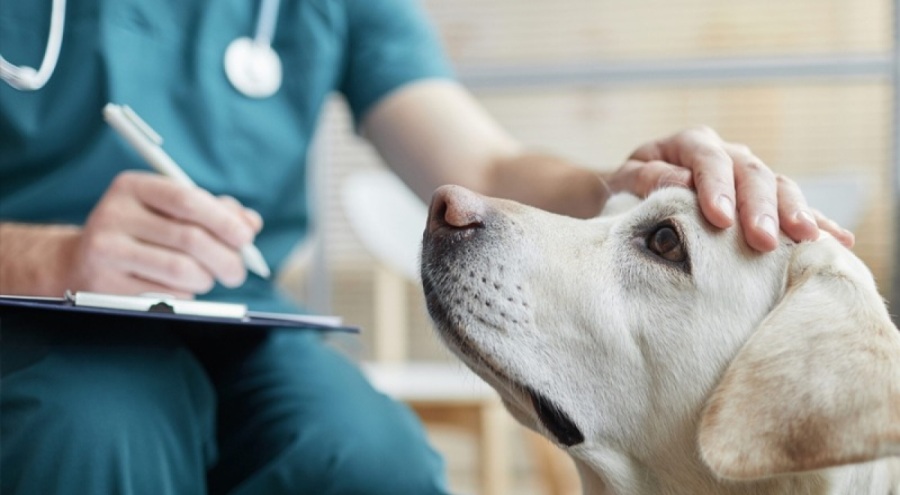 Veterinerler iş bırakıyor!