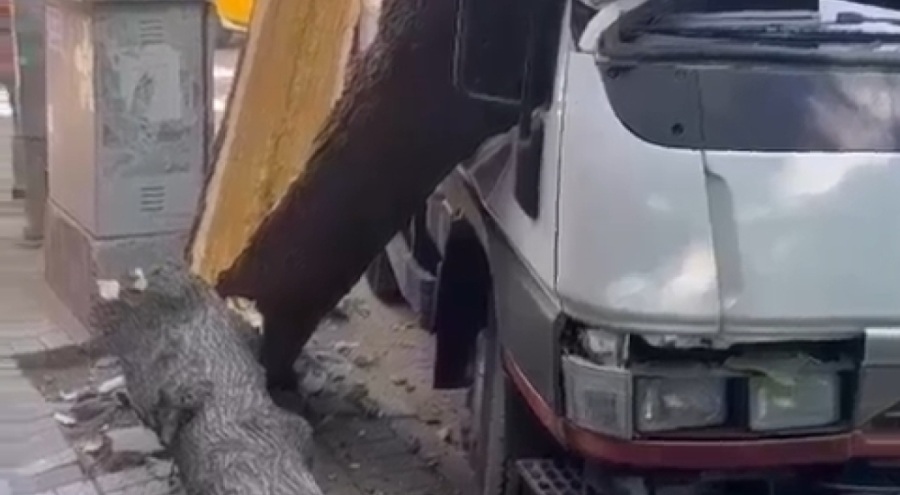 Bursa'da kırılan ağaç kamyonetin üzerine devrildi