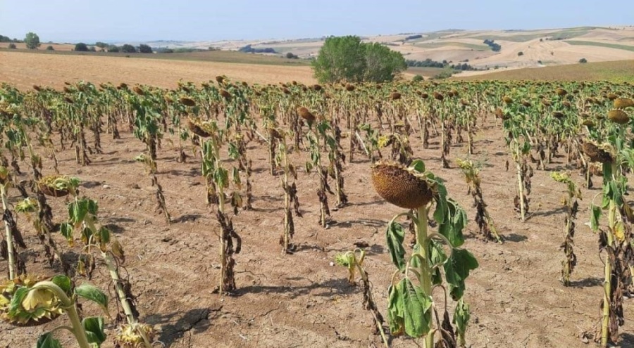 Ayçiçeğinde kuraklık tespit çalışmaları sürüyor