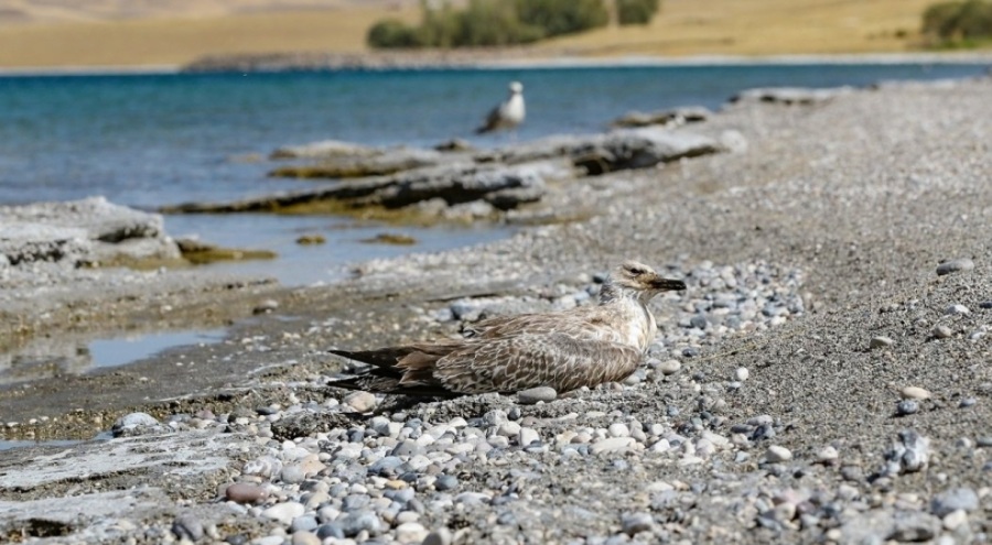 Martı ölümleri artıyor