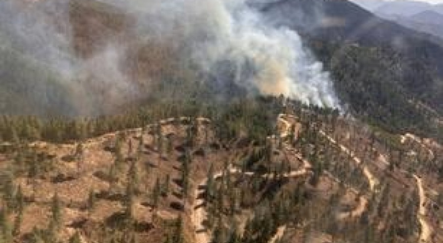 Adana'da korkutan orman yangını!