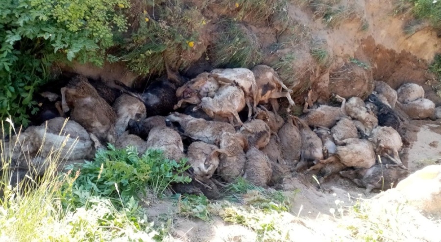 Van'da peş peşe uçurumdan atlayan 130 koyun öldü