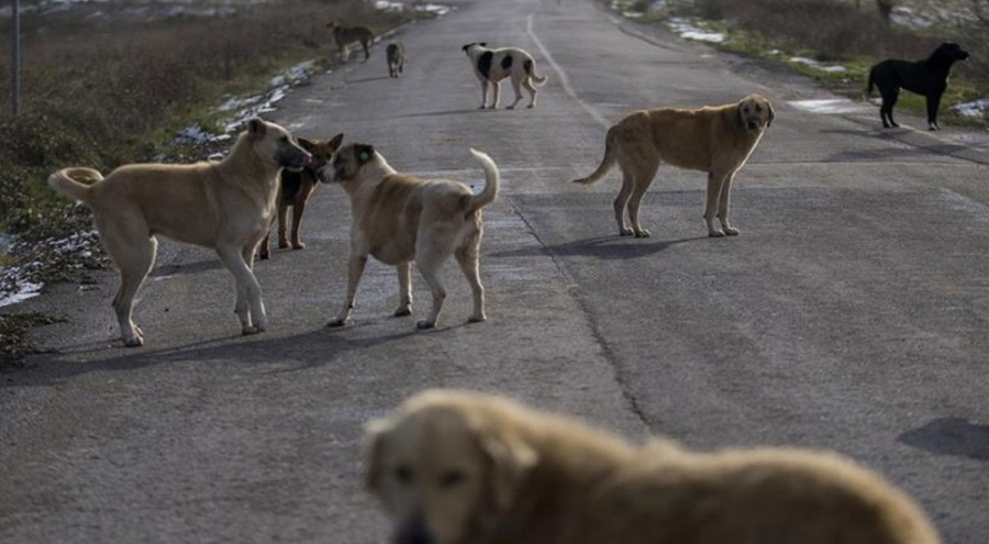 İstanbul Valisi: Sokak hayvanı diye bir şey yok