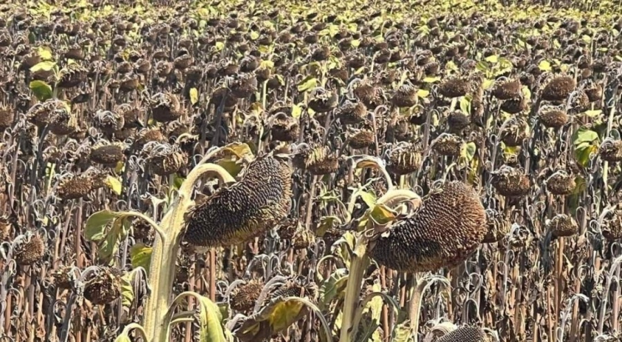 Trakya'da etkili olan aşırı sıcaklar geç ekilen ayçiçeğini olumsuz etkiliyor