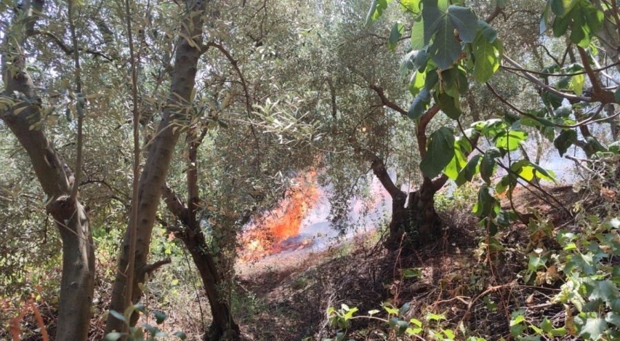 Bursa'da 4 ayrı zeytinlikte yangın! Sabotaj ihtimali araştırılıyor