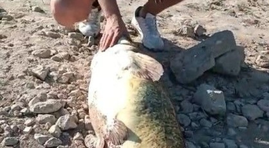 Burdurlu arkadaşların sazan için attıkları oltaya takılan balık şoke etti