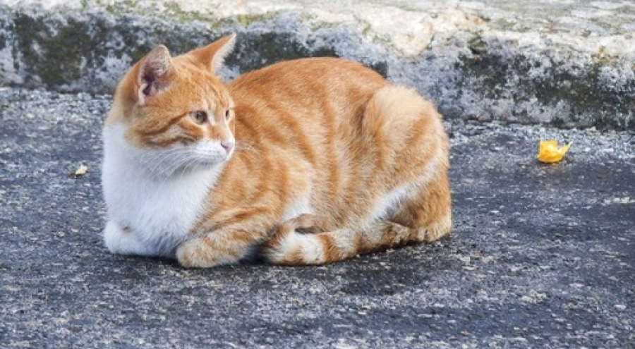 Kedilere kezzap döken caniye 91 bin lira para cezası kesildi