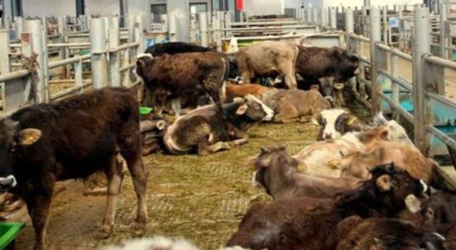 Şap alarmı: 15 köy karantinaya alındı