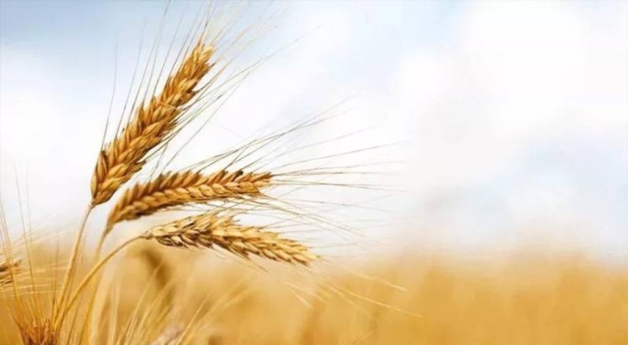 Buğday fiyatları yükselişe geçti