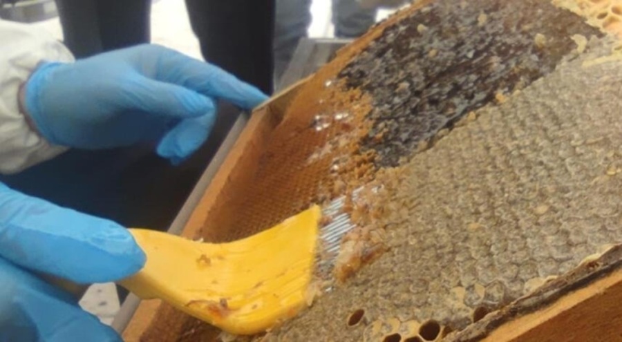 Bingöl balında hasat dönemi