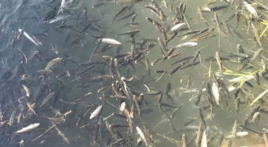 Azalan su miktarı nedeniyle 325 ton alabalık öldü