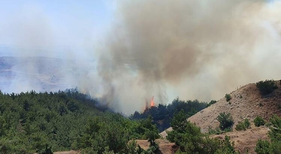 Manisa'da orman yangını