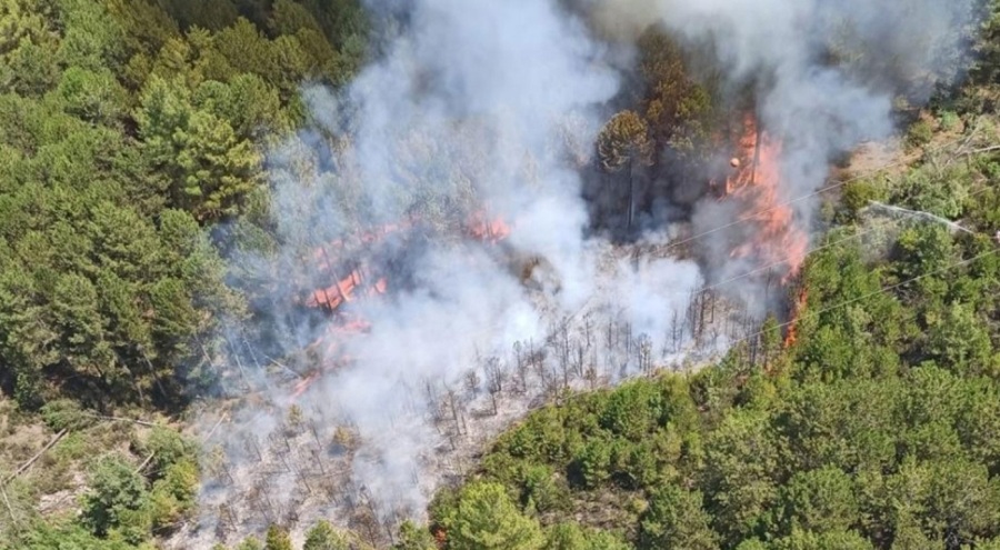 Muğla'da orman yangını çıktı