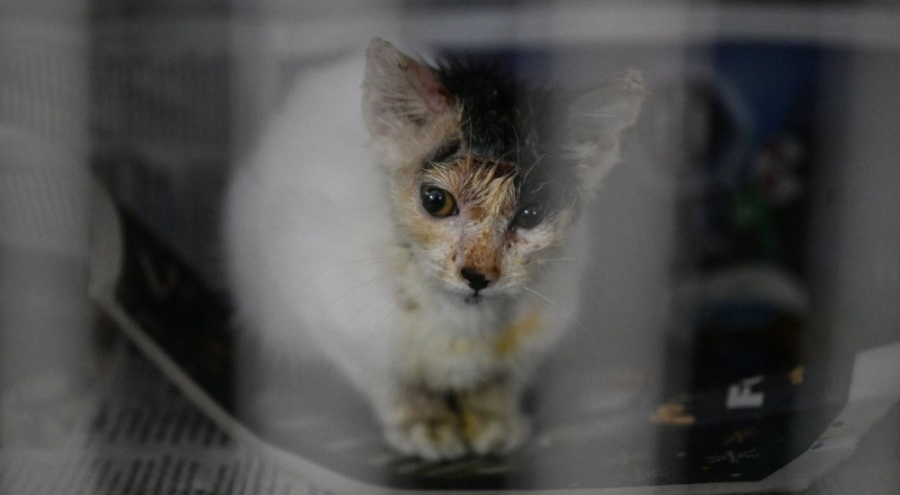 Üzerlerine asit ve kezzap dökülerek yaralanan kedilerin tedavisi devam ediyor