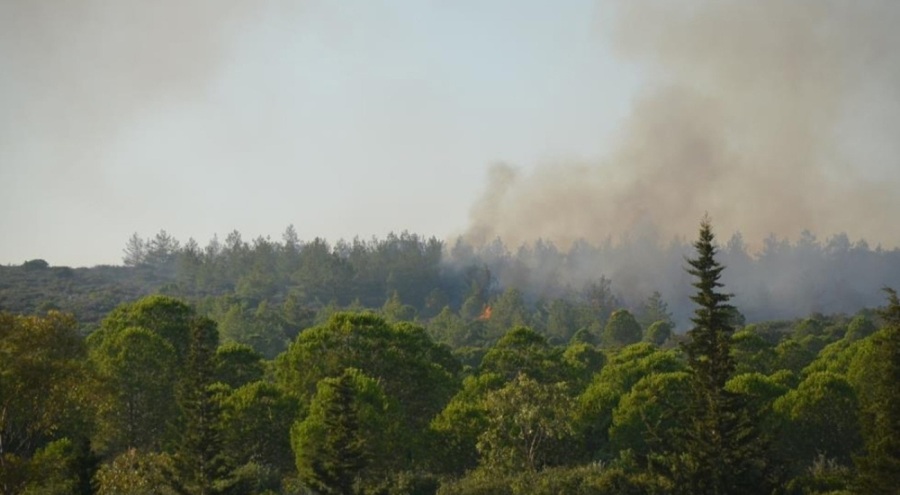 Didim'deki yangın 4,5 saat sonra kontrol altına alındı