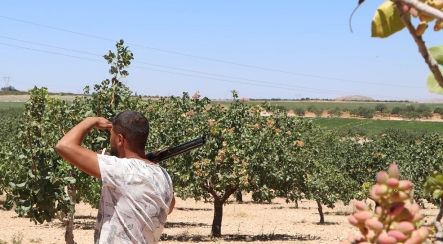 Antep fıstığı için silahlı nöbet tutuluyor