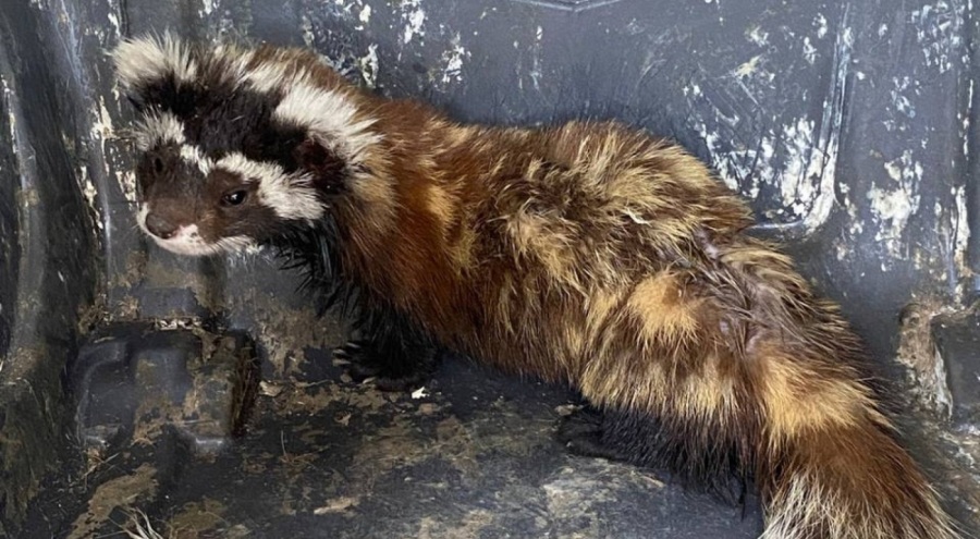 Erzurum'da markete giren sansar 10 saat sonra çıkarıldı!